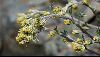 <em>Artemisia umbelliformis</em>